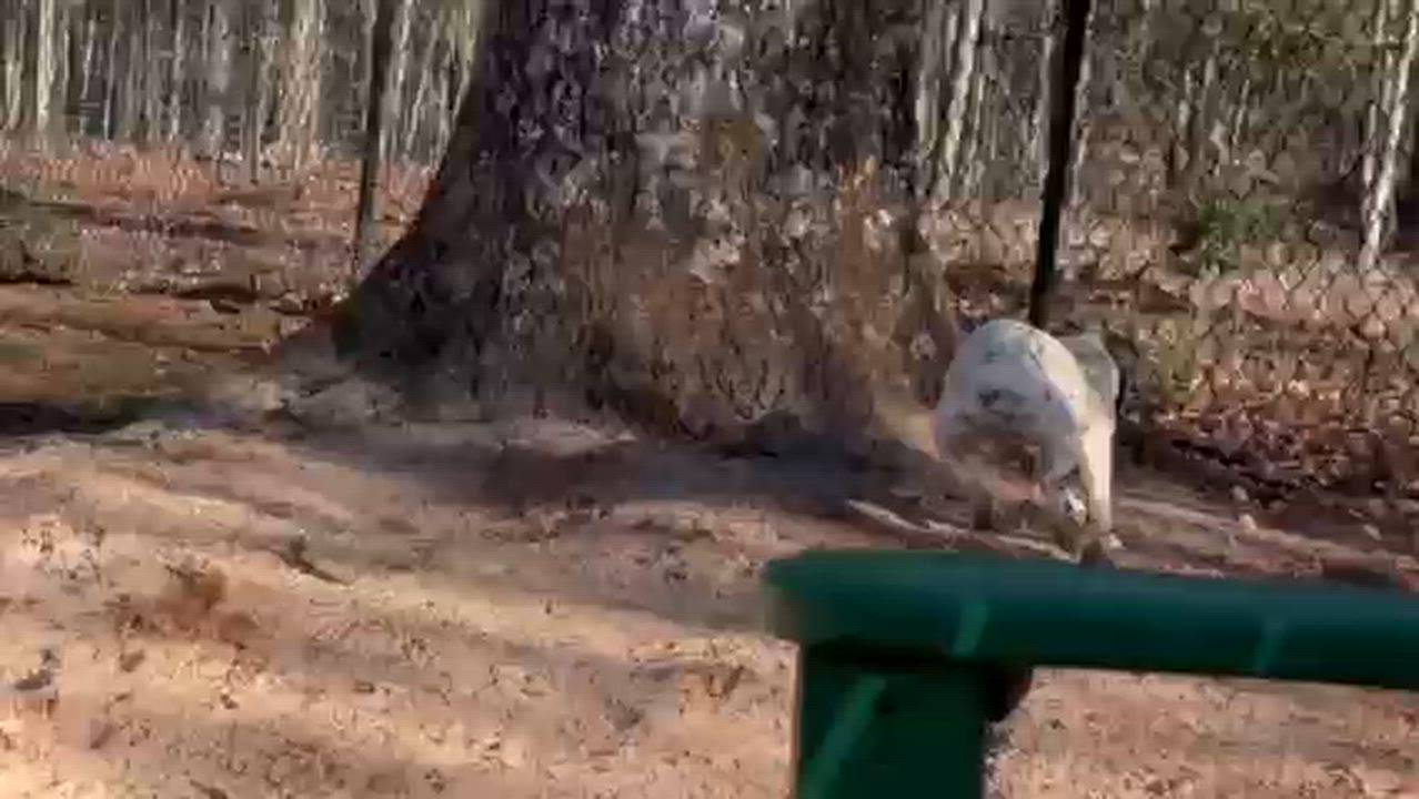 Enlarge Fany, an adopted mixed breed in Cumming, GA video 3/6