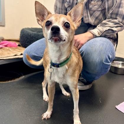 Enlarge Alvin, an adopted Chihuahua in Ithaca, NY image 2/3