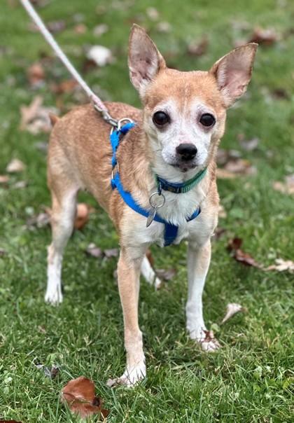 Enlarge Alvin, a ADOPTABLE Chihuahua in Ithaca, NY image 2/2