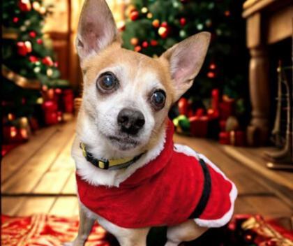 Alvin, ADOPTABLE, Senior Male Chihuahua.