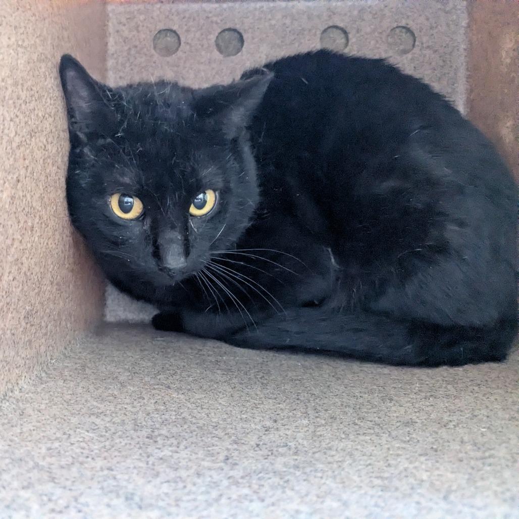 Ketchup, Adoptable, Adult Male Domestic Short Hair.