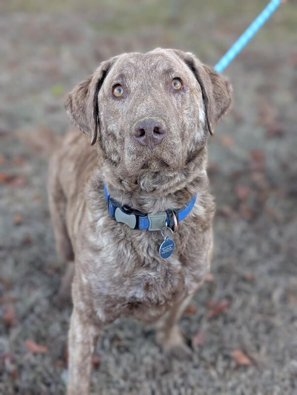 Knox, Adoptable, Young Male Chesapeake Bay Retriever.
