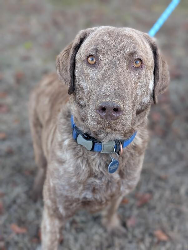 Enlarge Knox, a Adoptable Chesapeake Bay Retriever in Berkeley Heights, NJ image 2/6