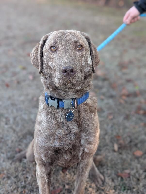 Enlarge Knox, a Adoptable Chesapeake Bay Retriever in Berkeley Heights, NJ image 3/6