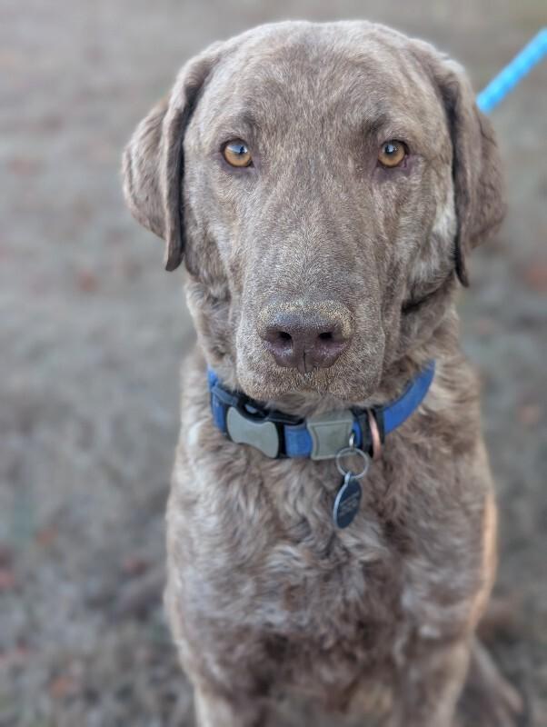 Enlarge Knox, a Adoptable Chesapeake Bay Retriever in Berkeley Heights, NJ image 4/6