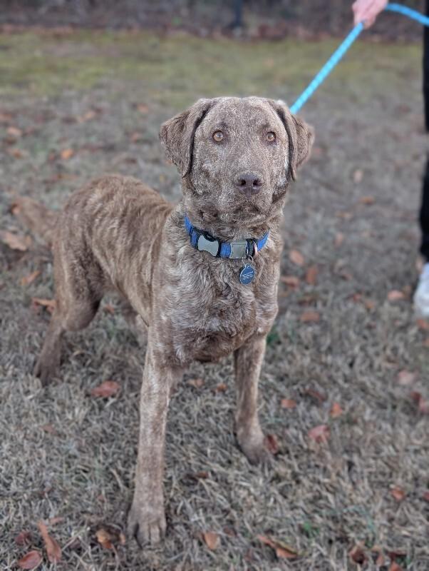 Enlarge Knox, a Adoptable Chesapeake Bay Retriever in Berkeley Heights, NJ image 5/6