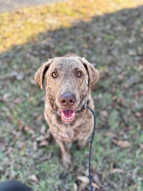 Enlarge Knox, a Adoptable Chesapeake Bay Retriever in Berkeley Heights, NJ image 6/6