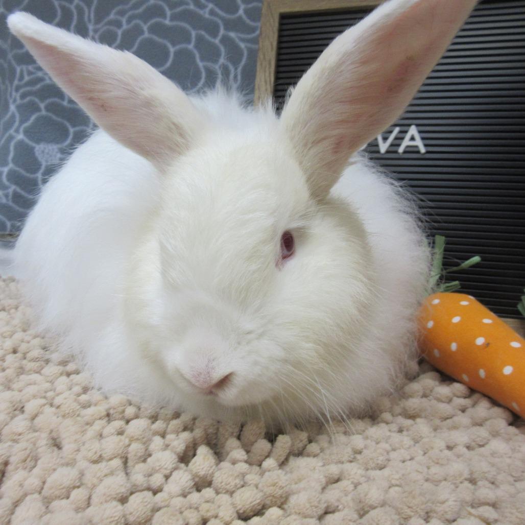Enlarge Zova, a Adoptable Angora Rabbit in Newport, PA image 1/6