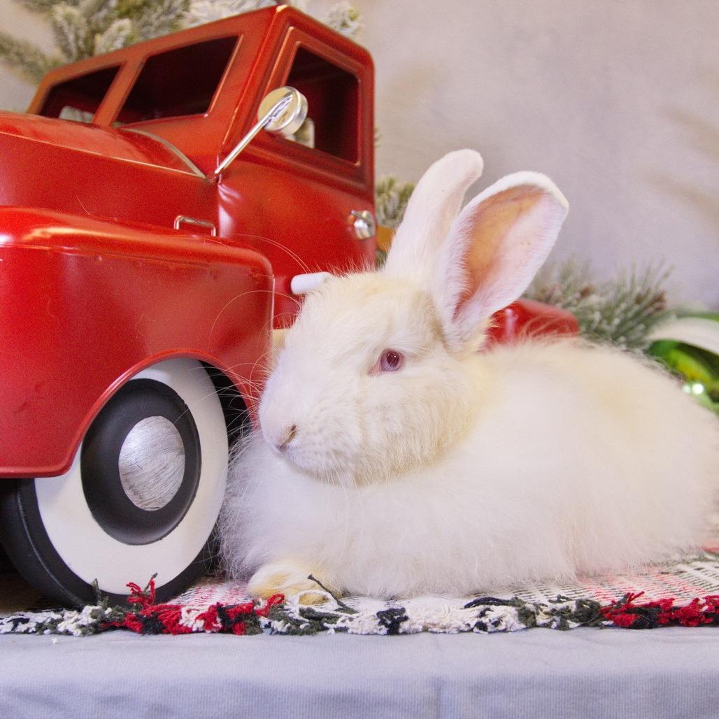 Enlarge Zova, a Adoptable Angora Rabbit in Newport, PA image 2/6