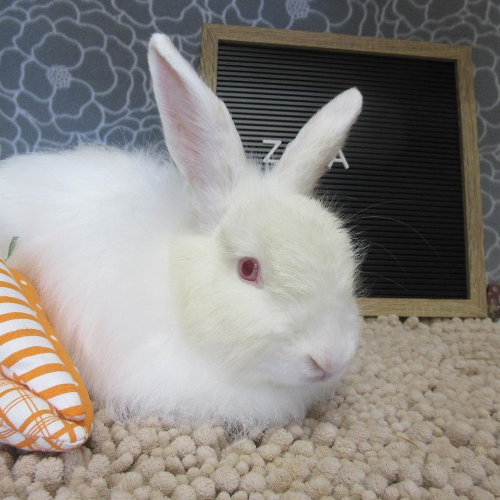 Enlarge Zova, a Adoptable Angora Rabbit in Newport, PA image 4/6