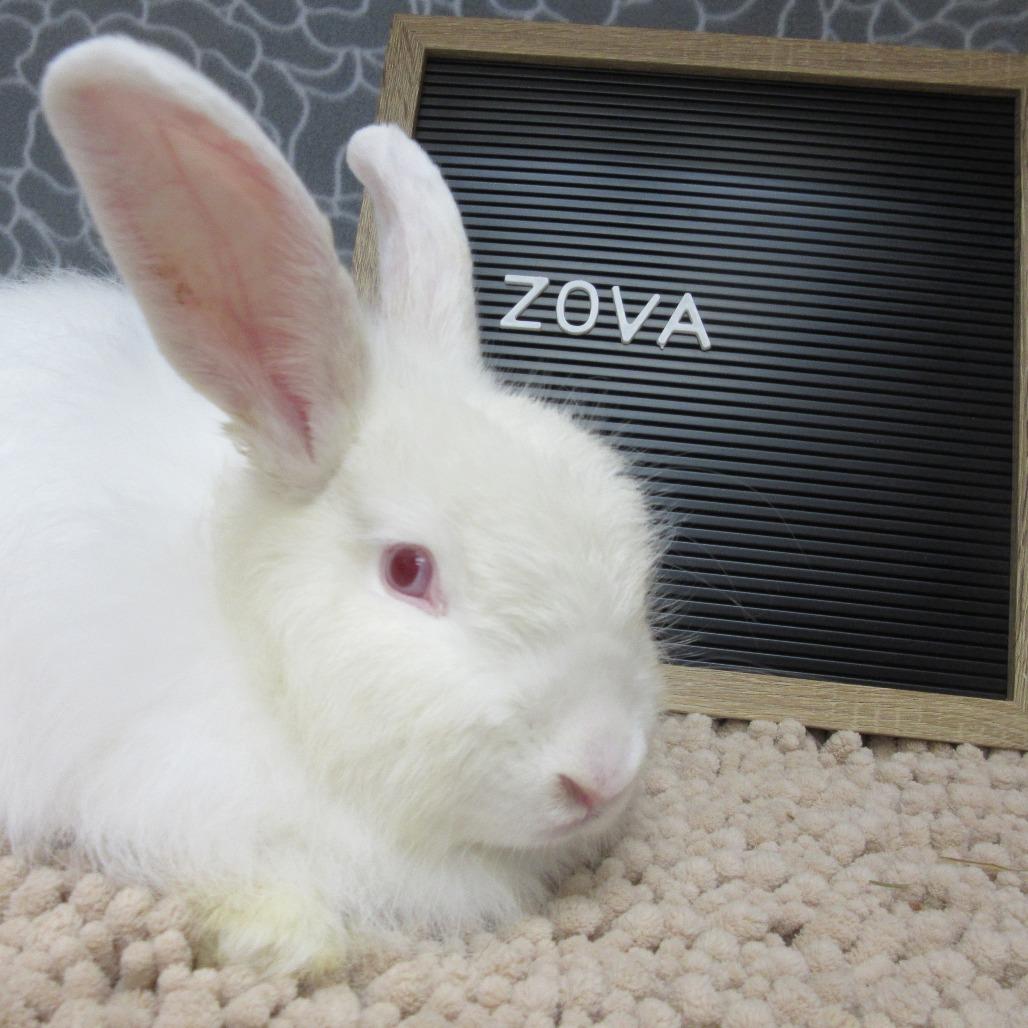Enlarge Zova, a Adoptable Angora Rabbit in Newport, PA image 5/6