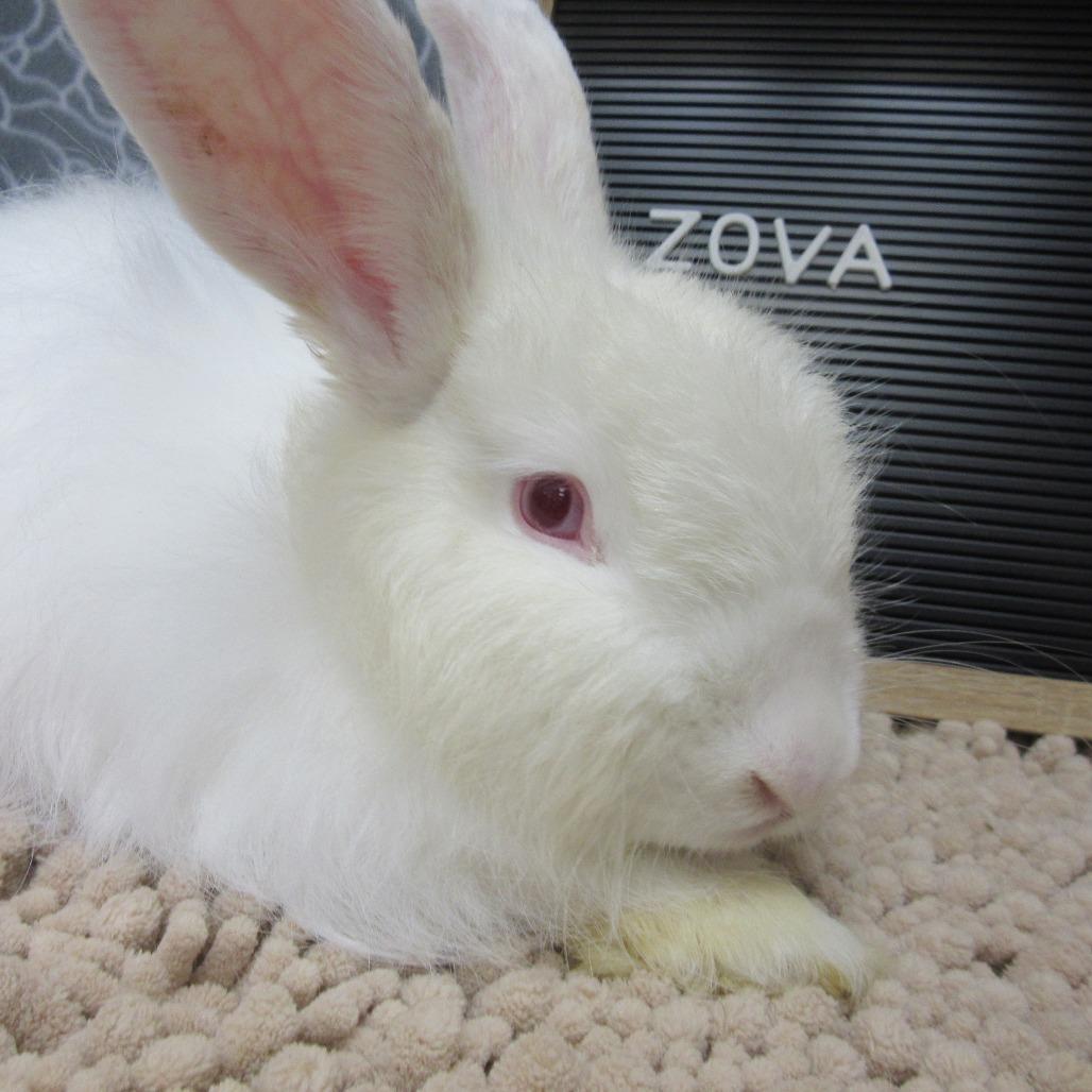 Enlarge Zova, a Adoptable Angora Rabbit in Newport, PA image 6/6