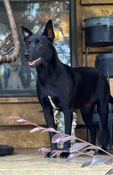 Juniper, a ADOPTABLE mixed breed in Joppa, AL image 3/3