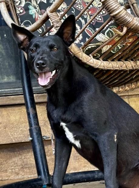 Juniper, a ADOPTABLE mixed breed in Joppa, AL image 2/3