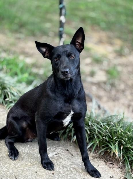 Juniper, ADOPTABLE, Young Female Shepherd.