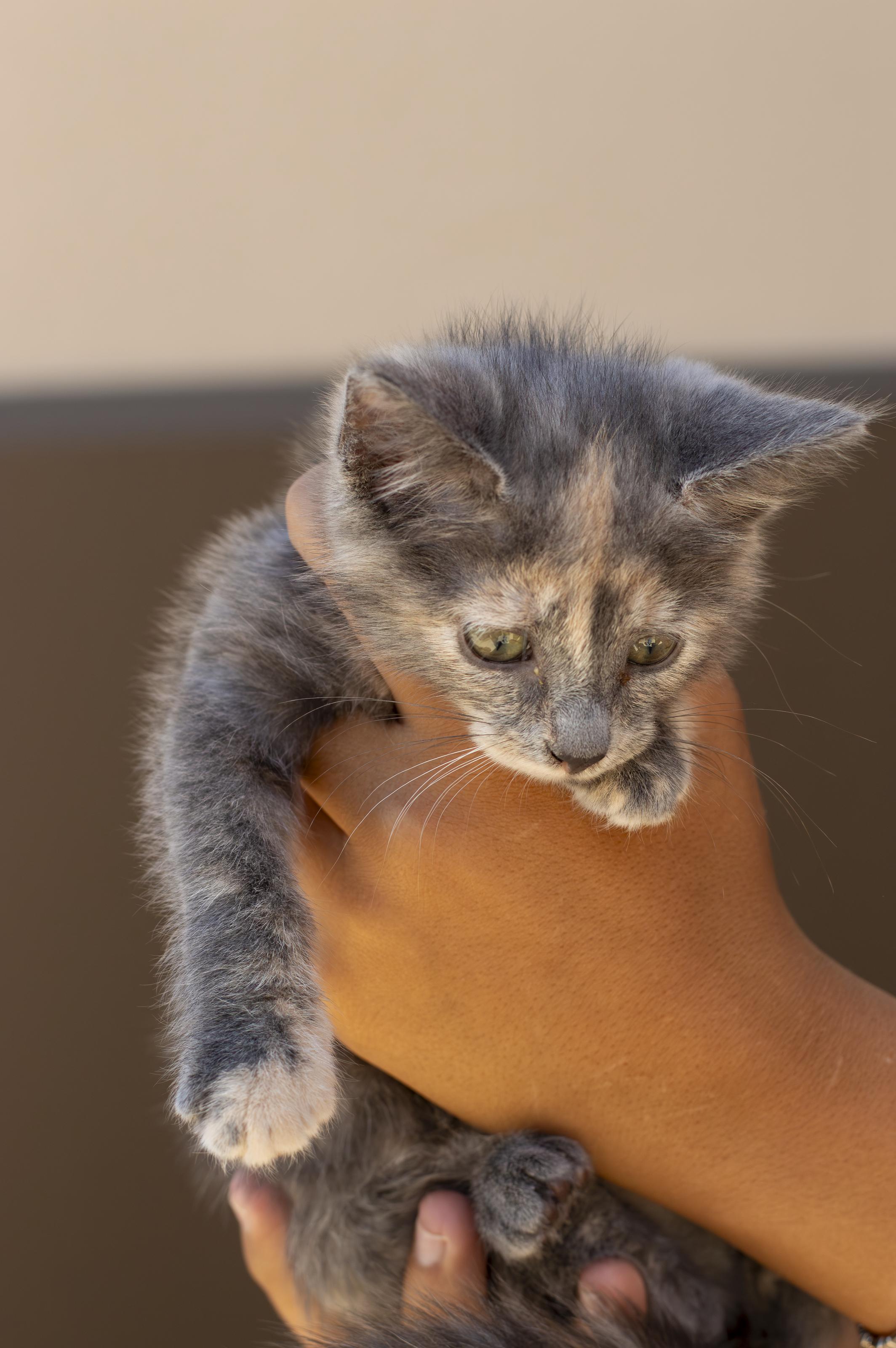 Nova, ADOPTABLE, Kitten Female Domestic Short Hair.
