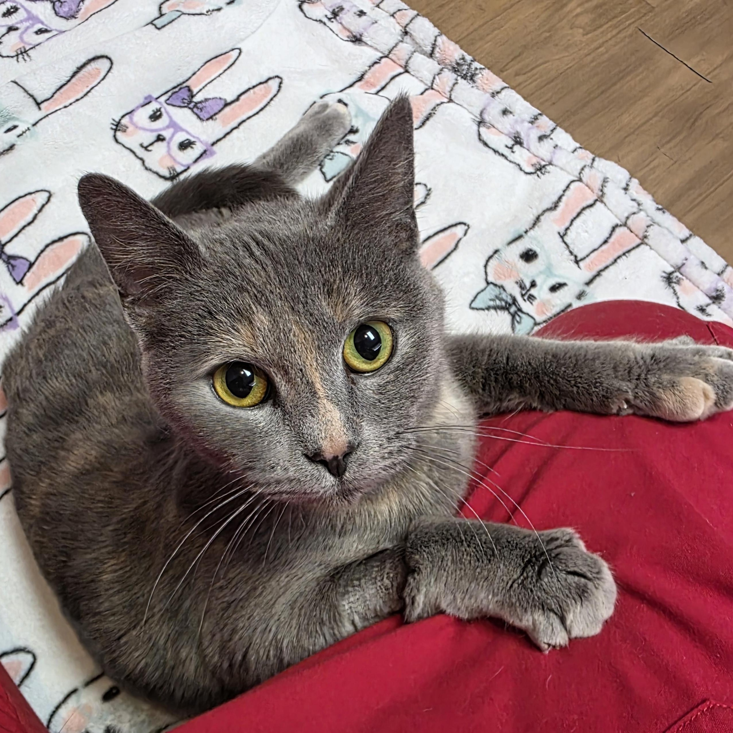 Eleanor, an adopted Domestic Short Hair in Macomb Twp, MI image 3/5