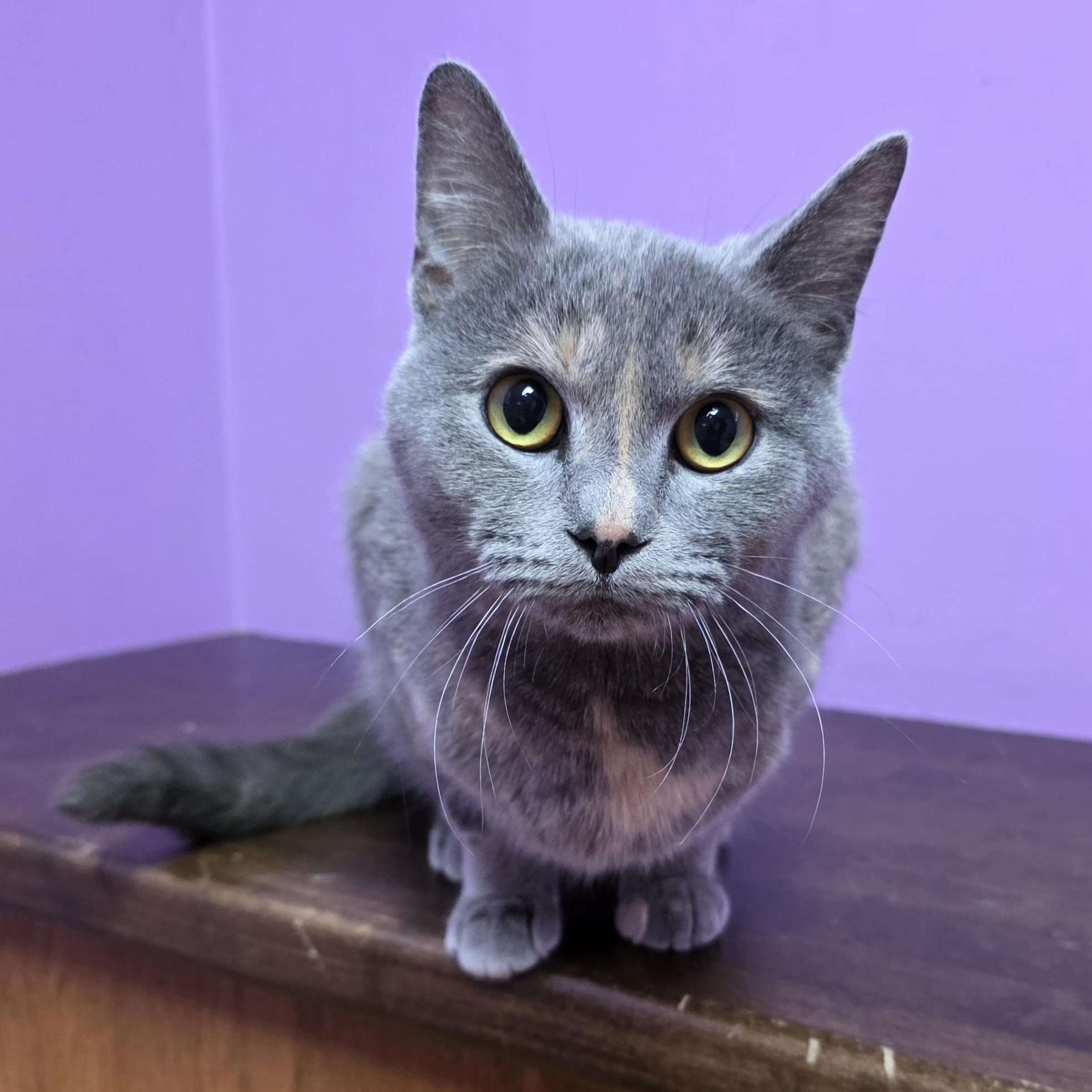 Eleanor, an adopted Domestic Short Hair in Macomb Twp, MI image 4/5