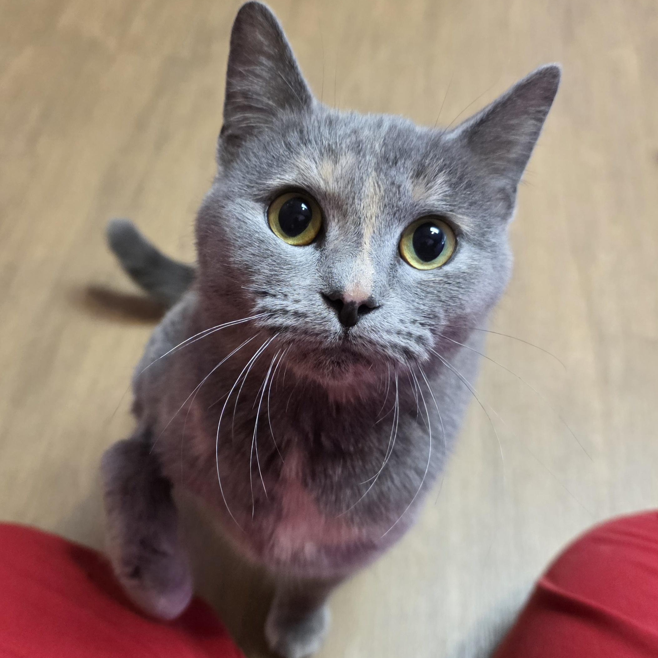 Eleanor, adopted, Young Female Domestic Short Hair.