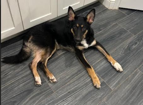 Axel, a Adoptable German Shepherd Dog in Liberty Hill, TX image 1/4