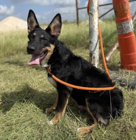 Axel, a Adoptable German Shepherd Dog in Liberty Hill, TX image 2/4