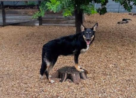 Axel, a Adoptable German Shepherd Dog in Liberty Hill, TX image 3/4