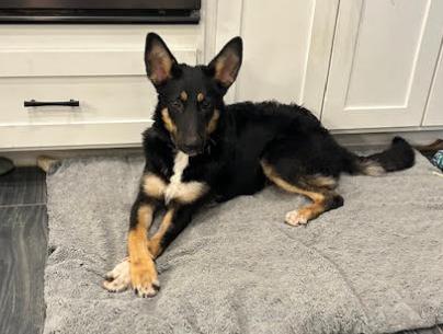Axel, a Adoptable German Shepherd Dog in Liberty Hill, TX image 4/4