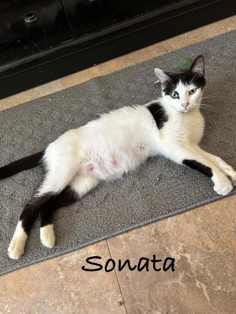 Sonata, Adoptable, Young Female Domestic Short Hair.