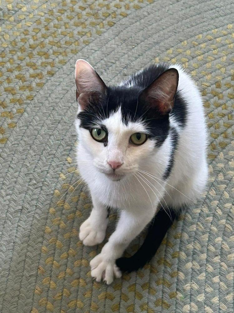 Enlarge Sonata, a Adoptable mixed breed in Groveland, MA image 3/6
