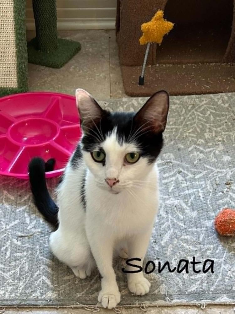 Enlarge Sonata, a Adoptable mixed breed in Groveland, MA image 4/6