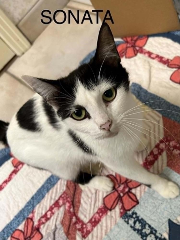 Enlarge Sonata, a Adoptable mixed breed in Groveland, MA image 5/6