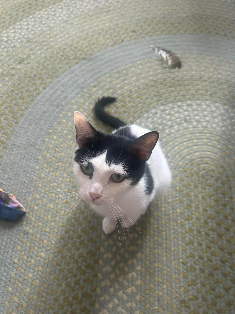 Enlarge Sonata, a Adoptable mixed breed in Groveland, MA image 6/6
