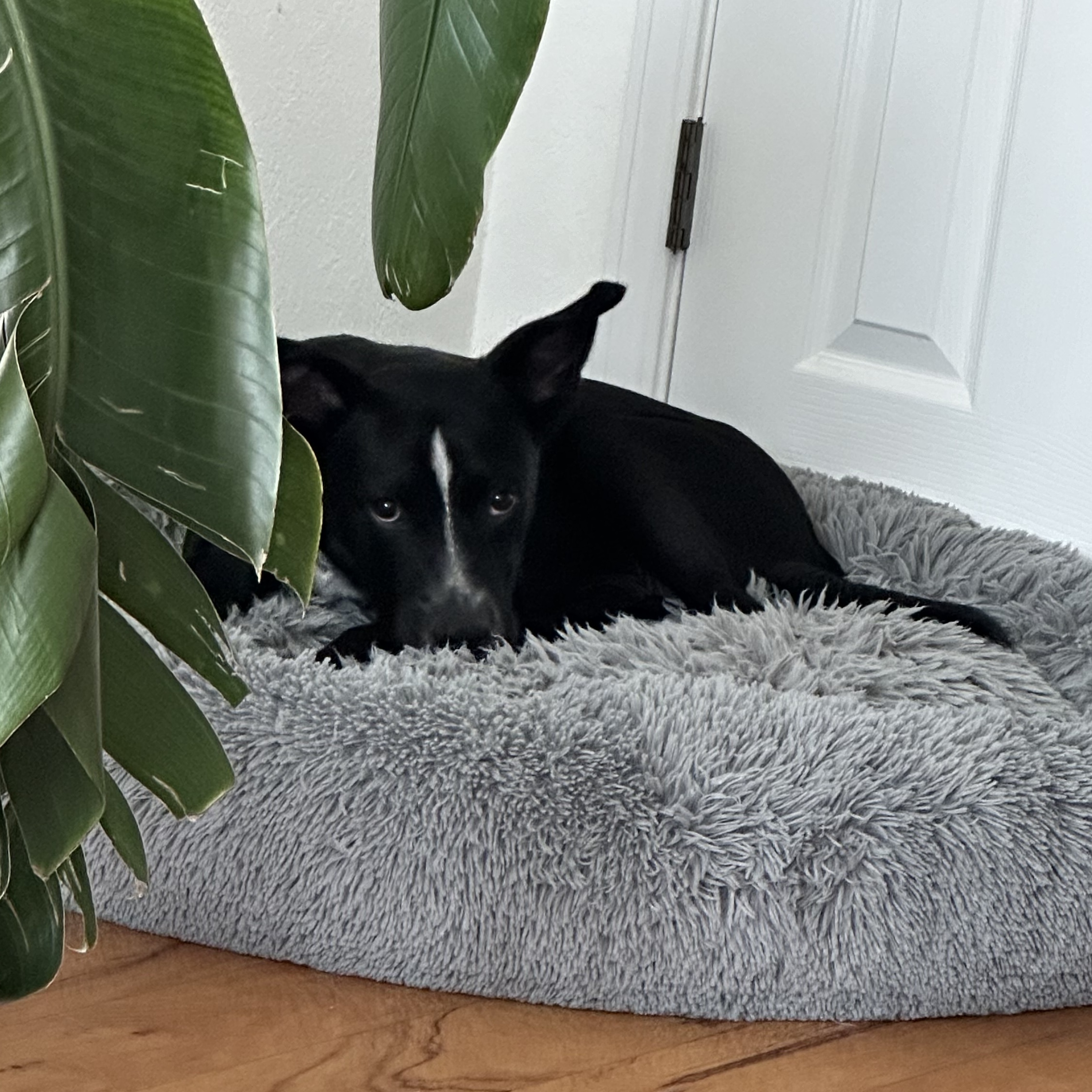 Dog for adoption Milo, a Black Labrador Retriever Mix in Barkhamsted