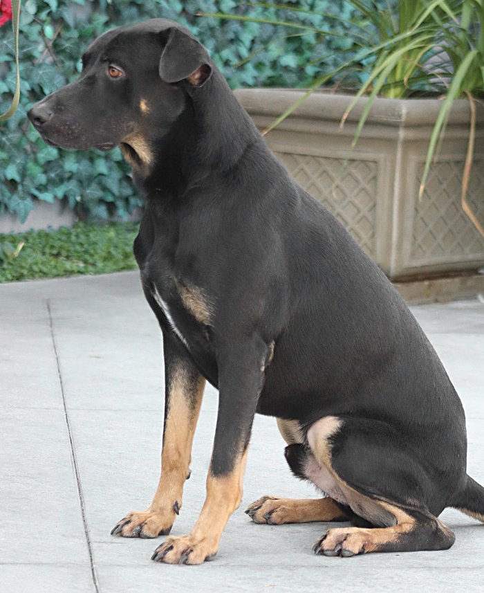 "Mozart von Morbach+, Adoptable, Young Male German Shepherd Dog.
