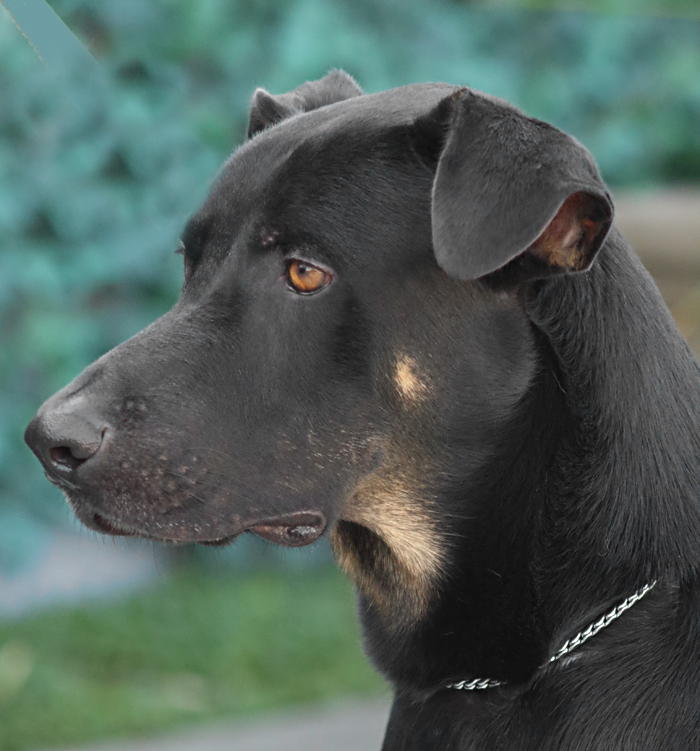 Enlarge "Mozart von Morbach+, a Adoptable mixed breed in Los Angeles, CA image 2/11