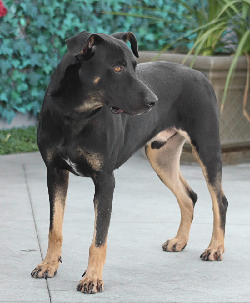 Enlarge "Mozart von Morbach+, a Adoptable mixed breed in Los Angeles, CA image 3/11