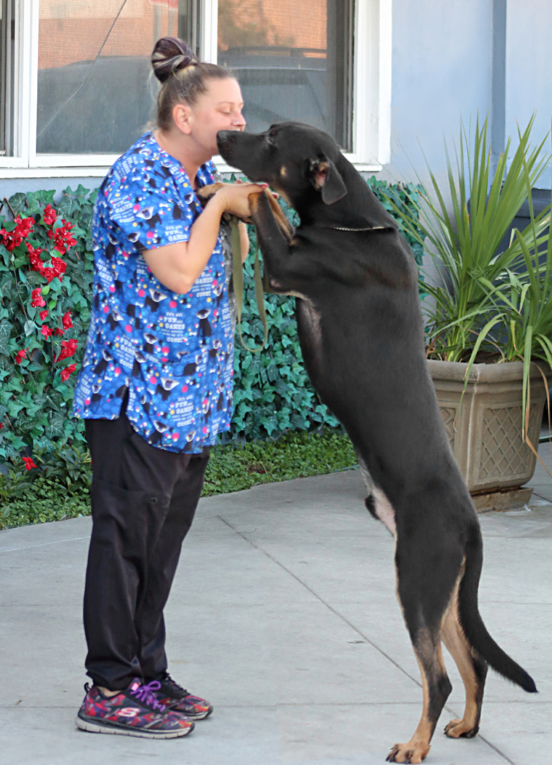 Enlarge "Mozart von Morbach+, a Adoptable mixed breed in Los Angeles, CA image 4/11