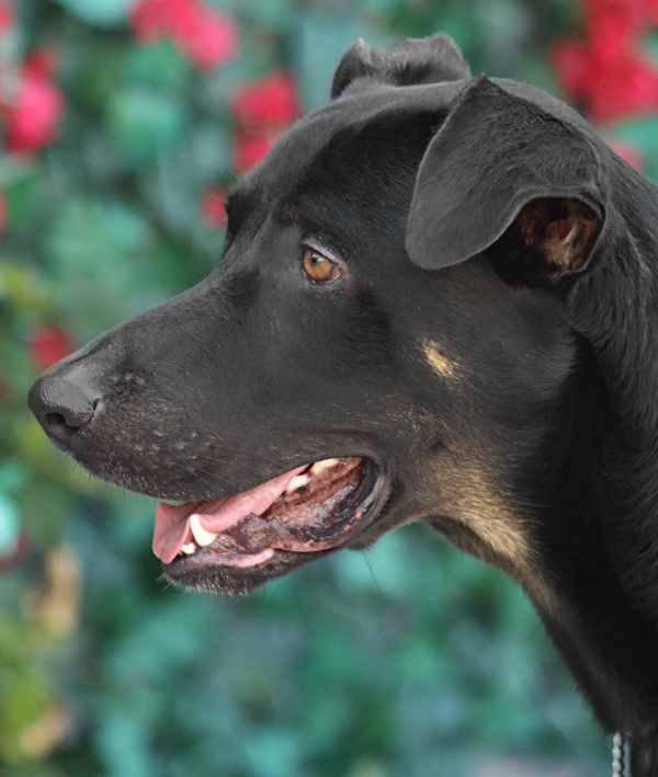 Enlarge "Mozart von Morbach+, a Adoptable mixed breed in Los Angeles, CA image 5/11