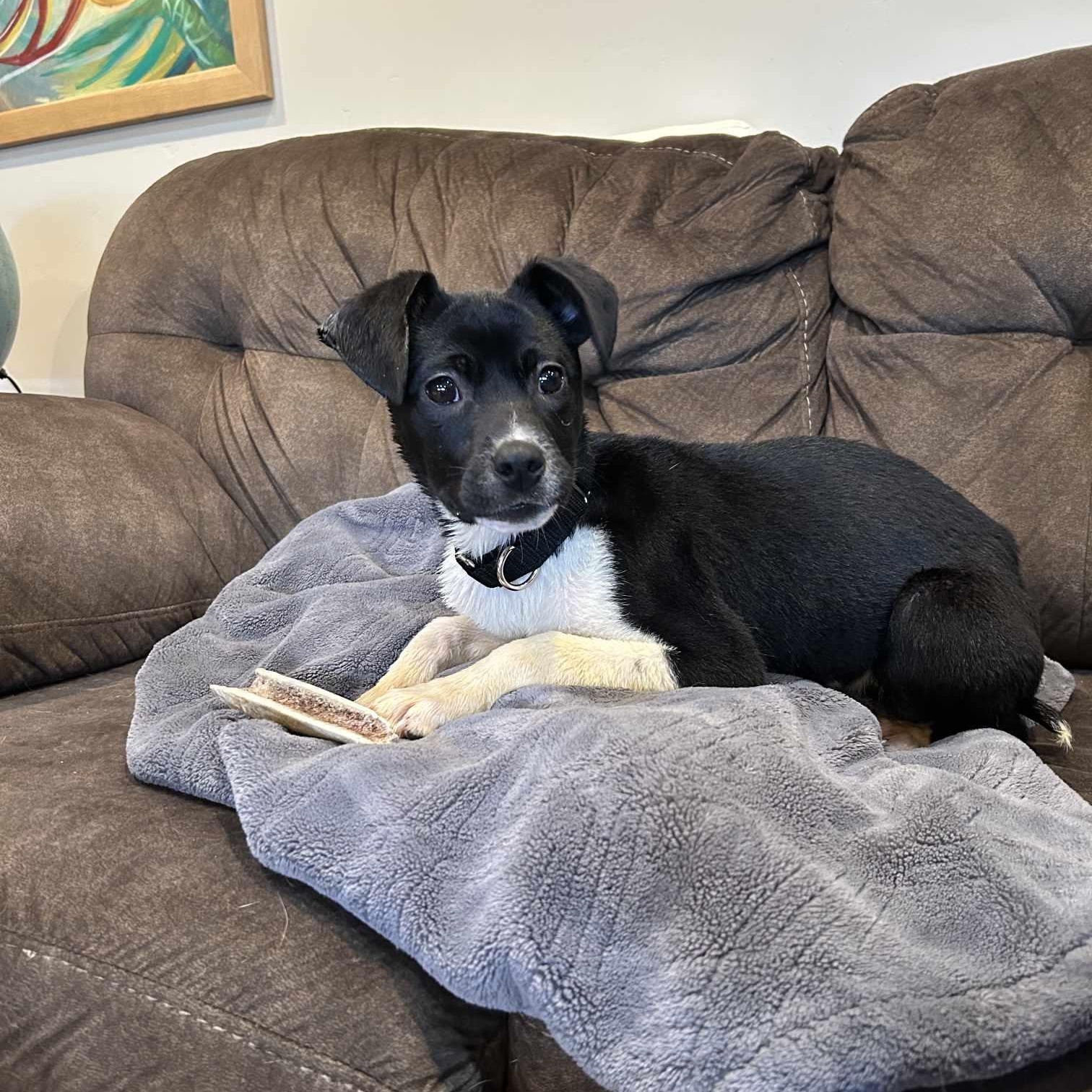 Lolli, a ADOPTABLE mixed breed in Weaverville, CA image 6/6