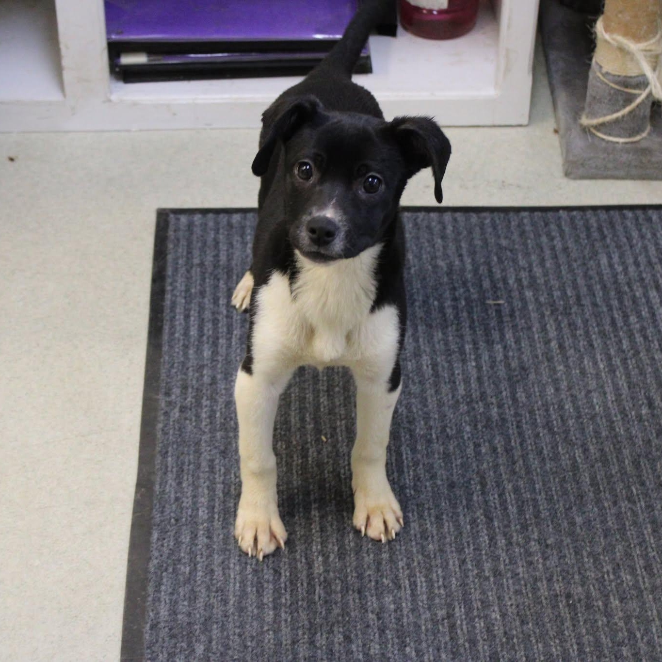 Lolli, ADOPTABLE, Young Female Pit Bull Terrier & Cattle Dog.