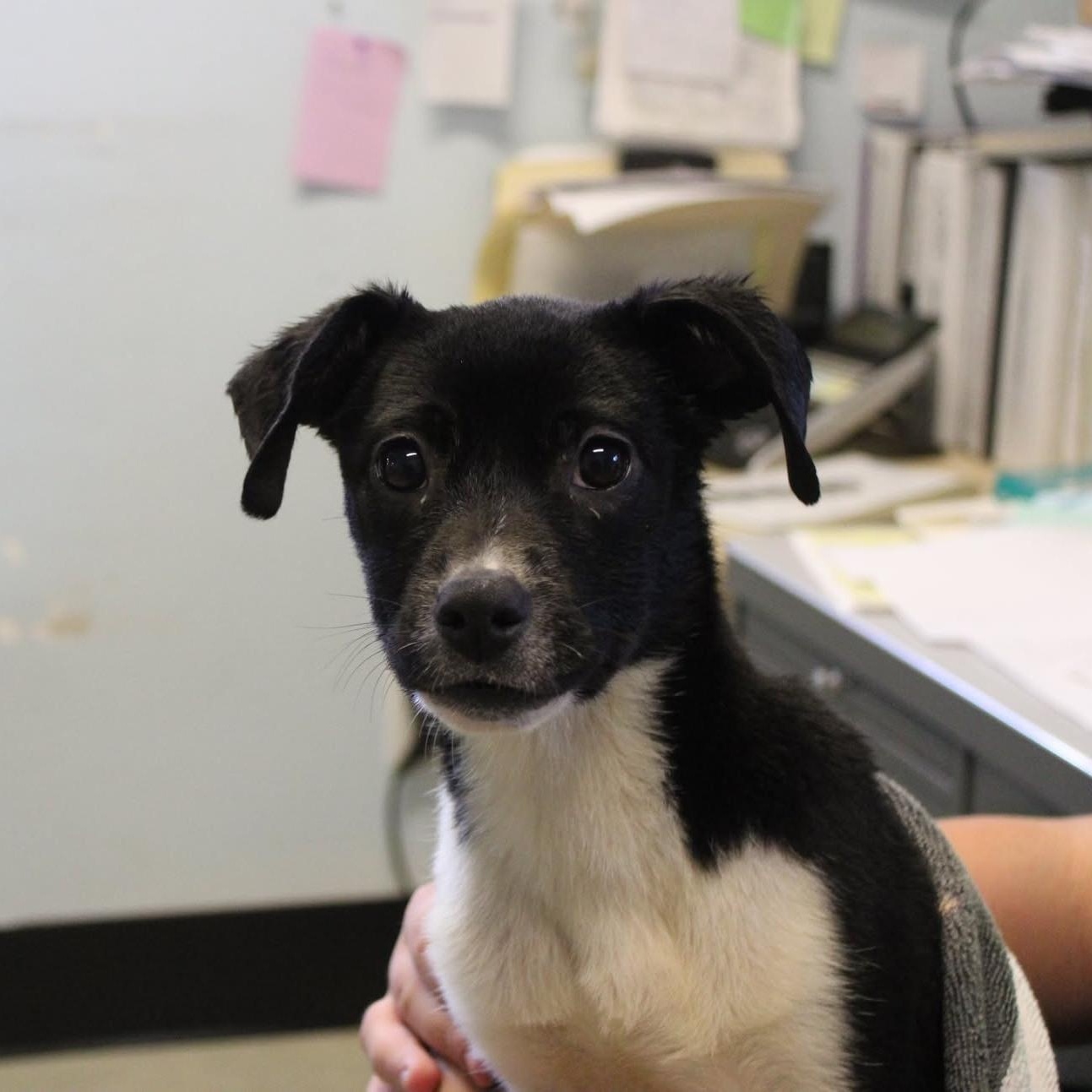 Lolli, a ADOPTABLE mixed breed in Weaverville, CA image 2/6