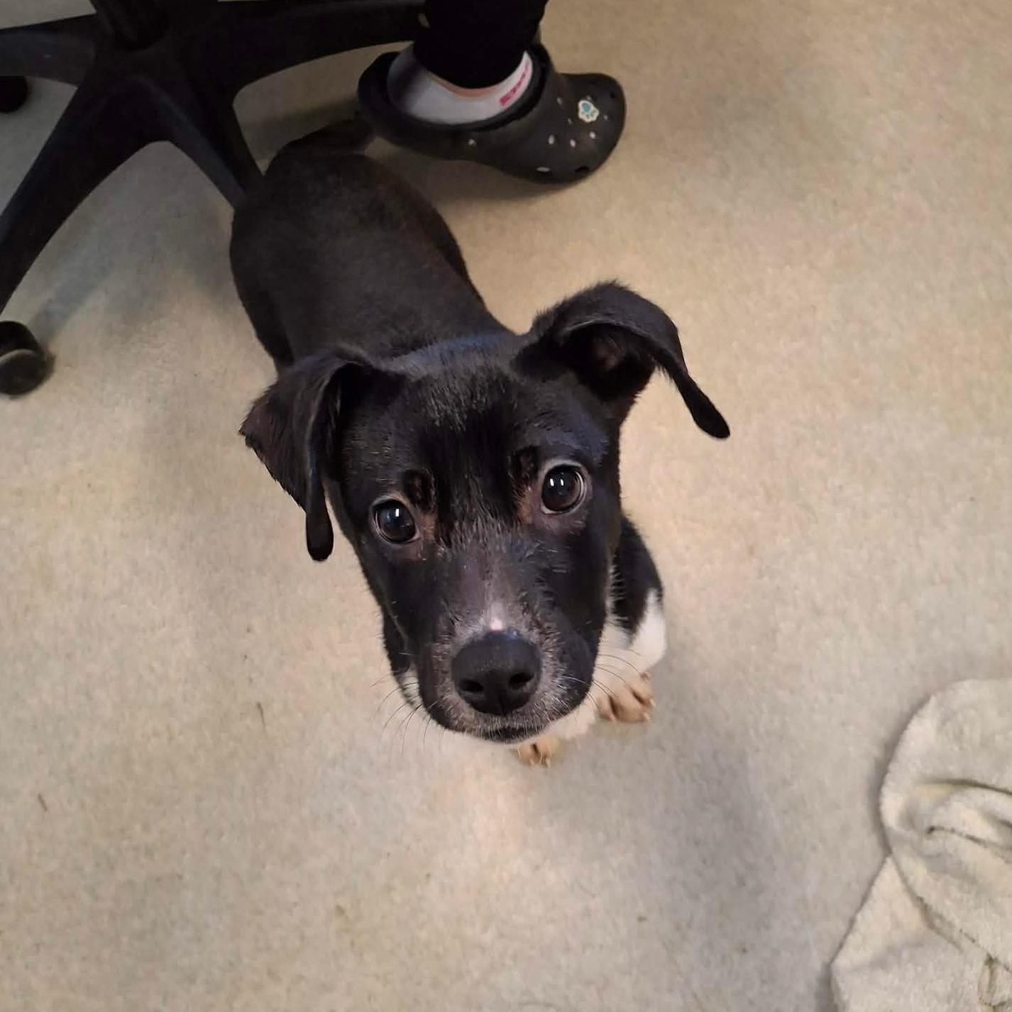 Lolli, a ADOPTABLE mixed breed in Weaverville, CA image 5/6