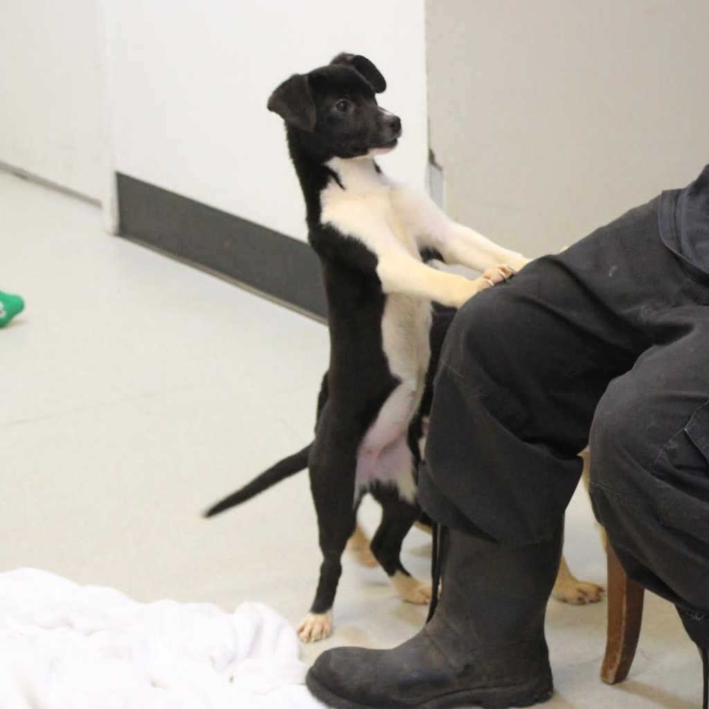 Lolli, a ADOPTABLE mixed breed in Weaverville, CA image 3/6