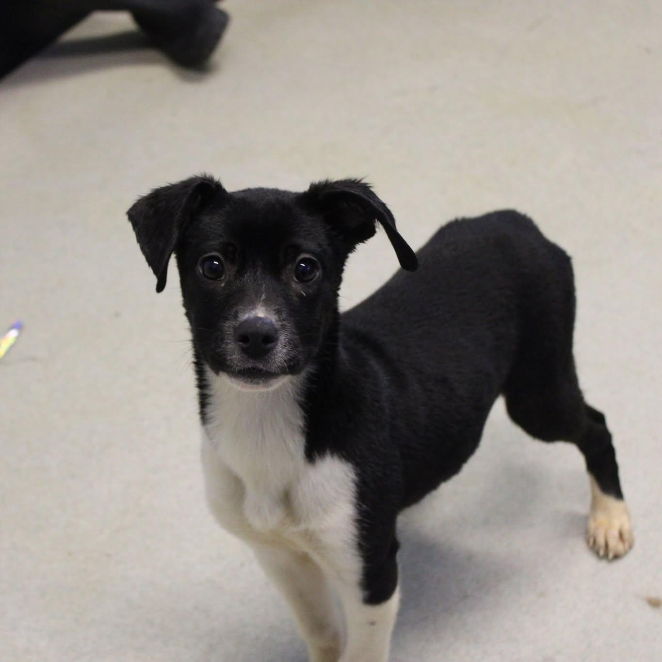 Lolli, a ADOPTABLE mixed breed in Weaverville, CA image 4/6