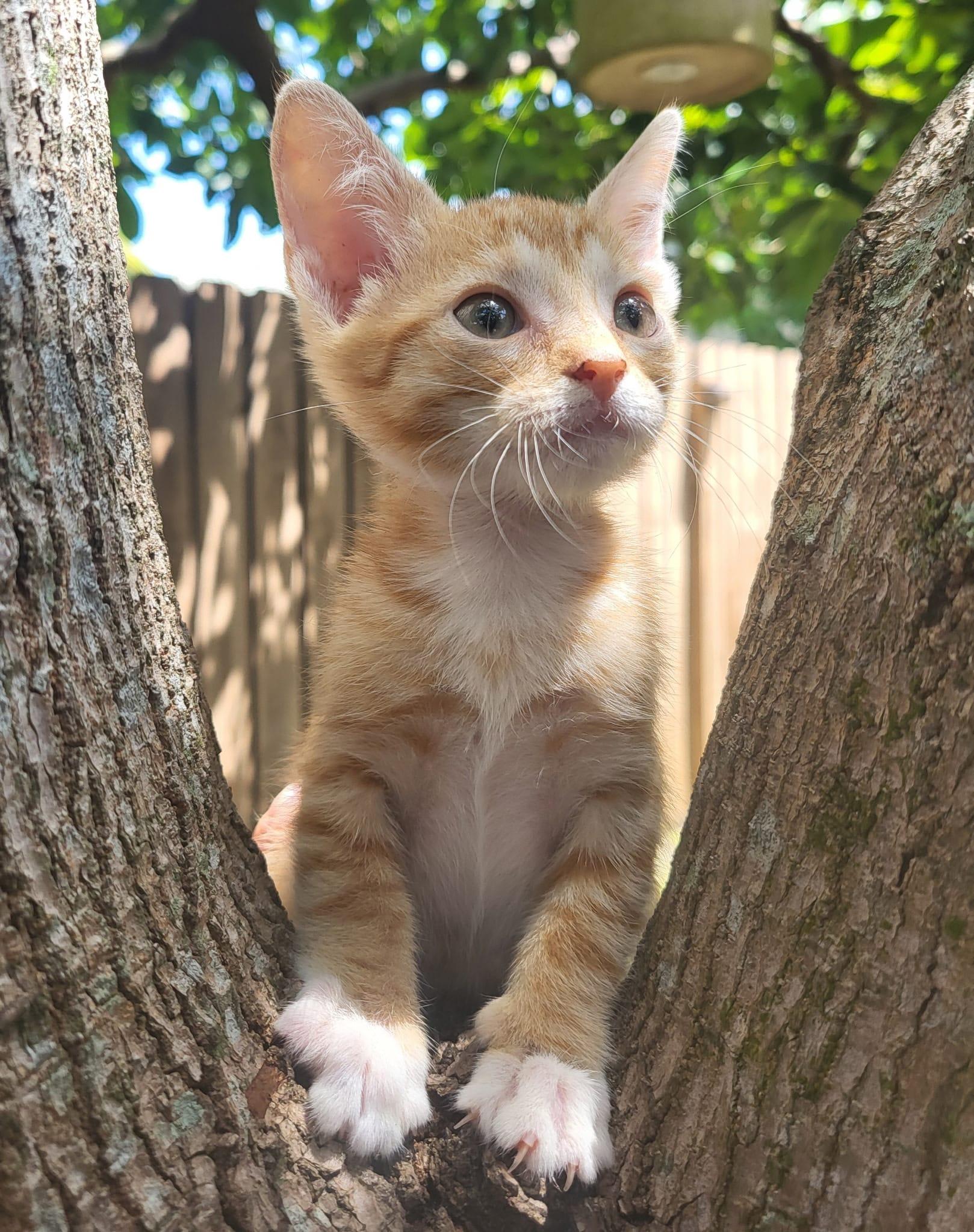 Tommy, adopted, Kitten Male Domestic Short Hair.