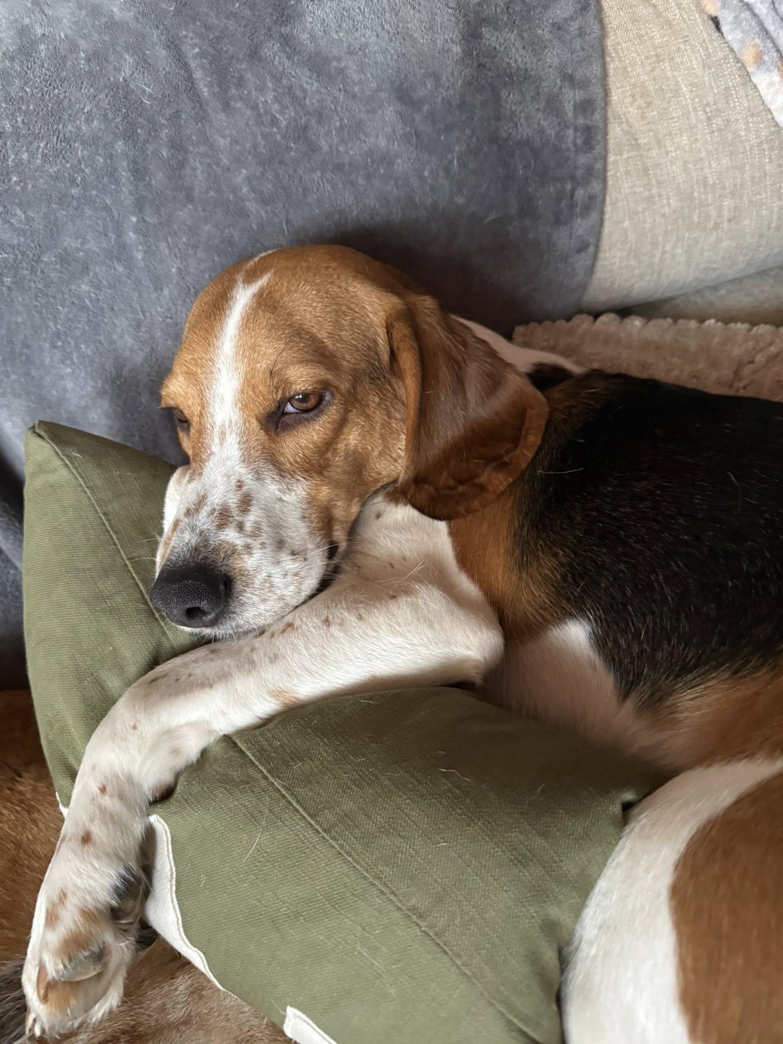 Maverick, a ADOPTABLE Beagle in Spring Hill, TN image 2/3