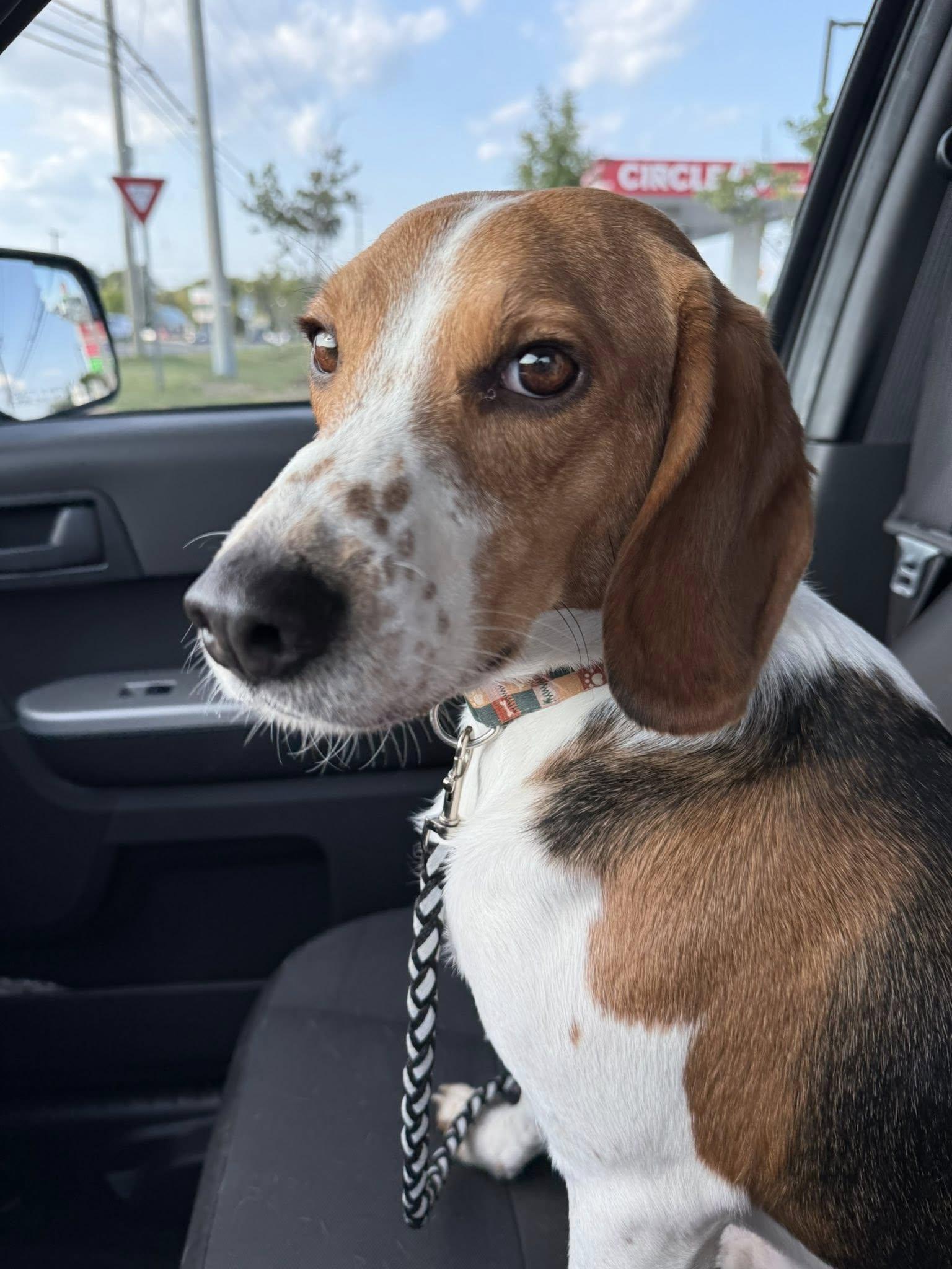Maverick, a ADOPTABLE Beagle in Spring Hill, TN image 3/3