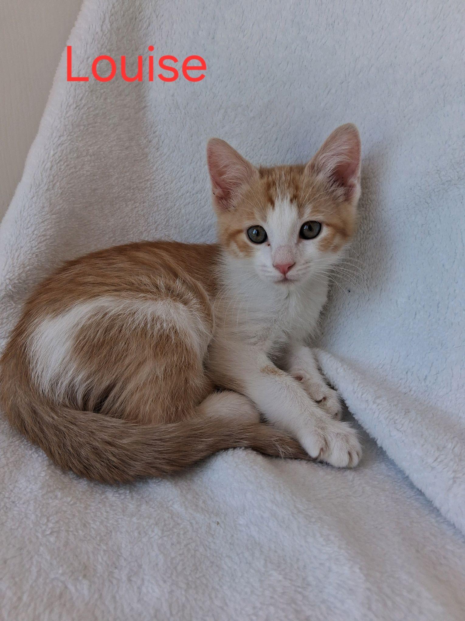 Enlarge Louise, a ADOPTABLE American Shorthair in Murfreesboro, TN image 1/1