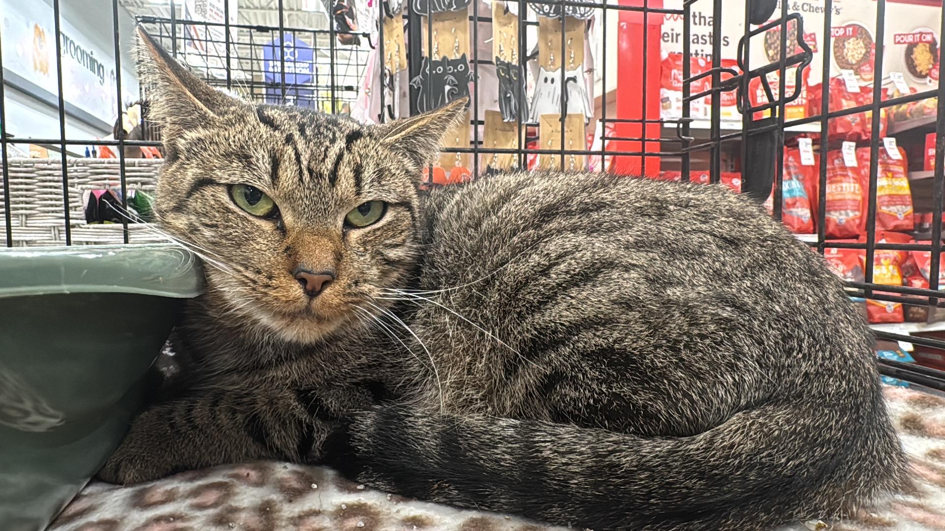 Coffee, a Adoptable Domestic Short Hair in Gerrardstown, WV image 2/3