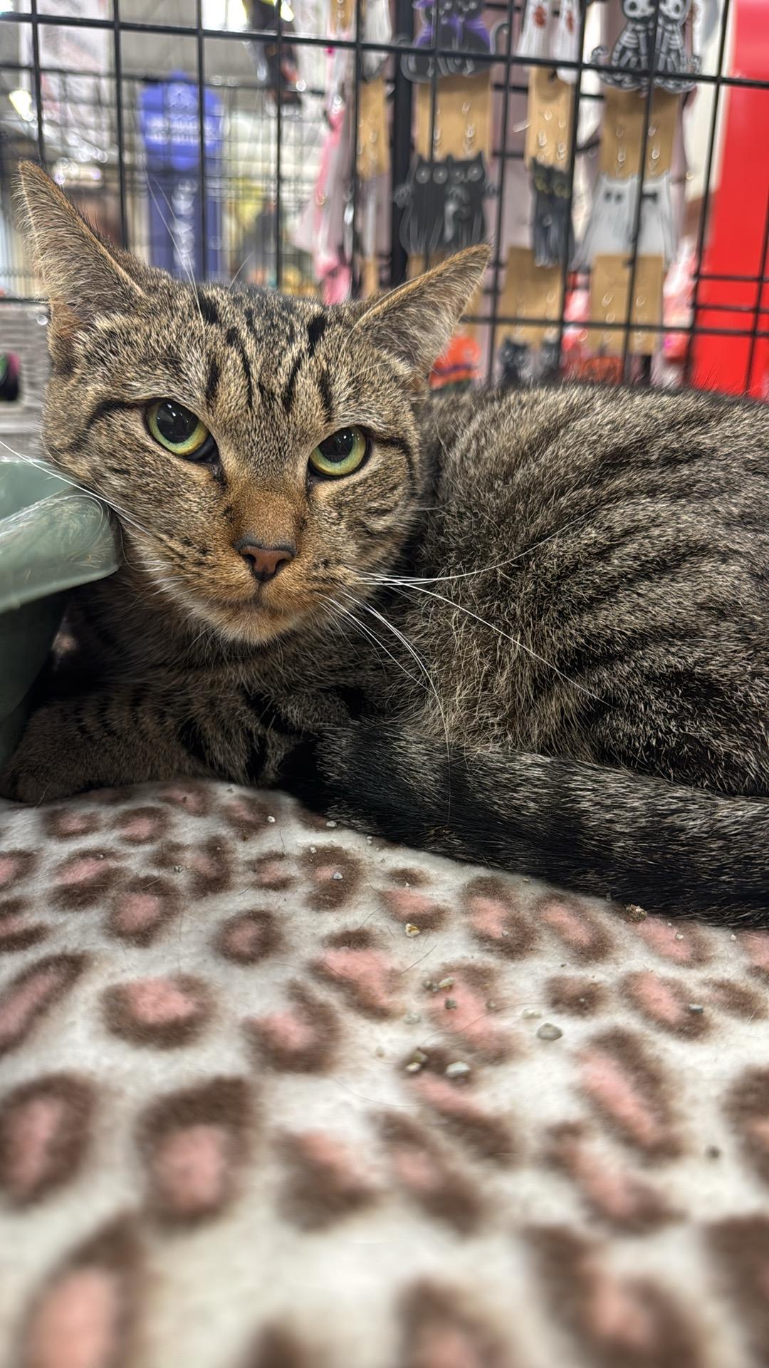 Coffee, Adoptable, Adult Female Domestic Short Hair.